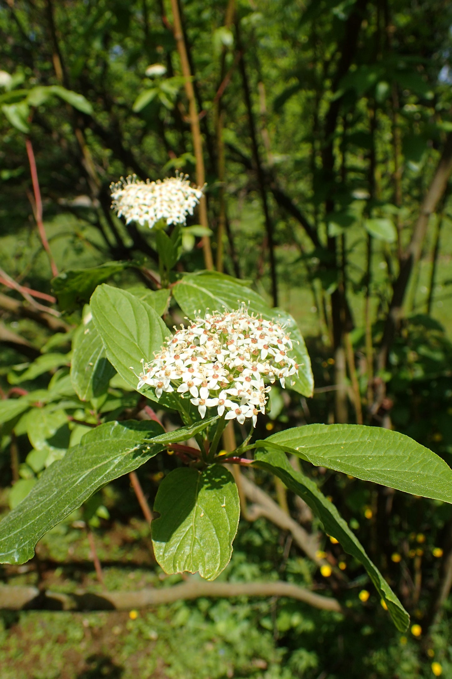 Brown Dogwood Western Cornel (Cornus glabrata)