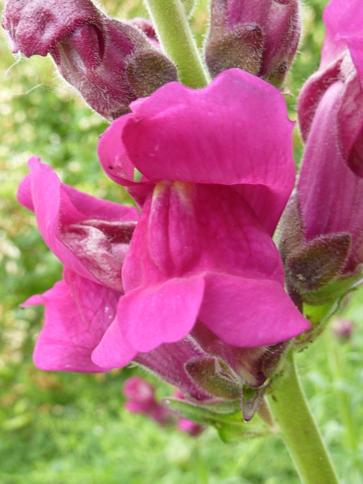 Garden Snapdragon Snapdragon (Antirrhinum majus var. Maximum)