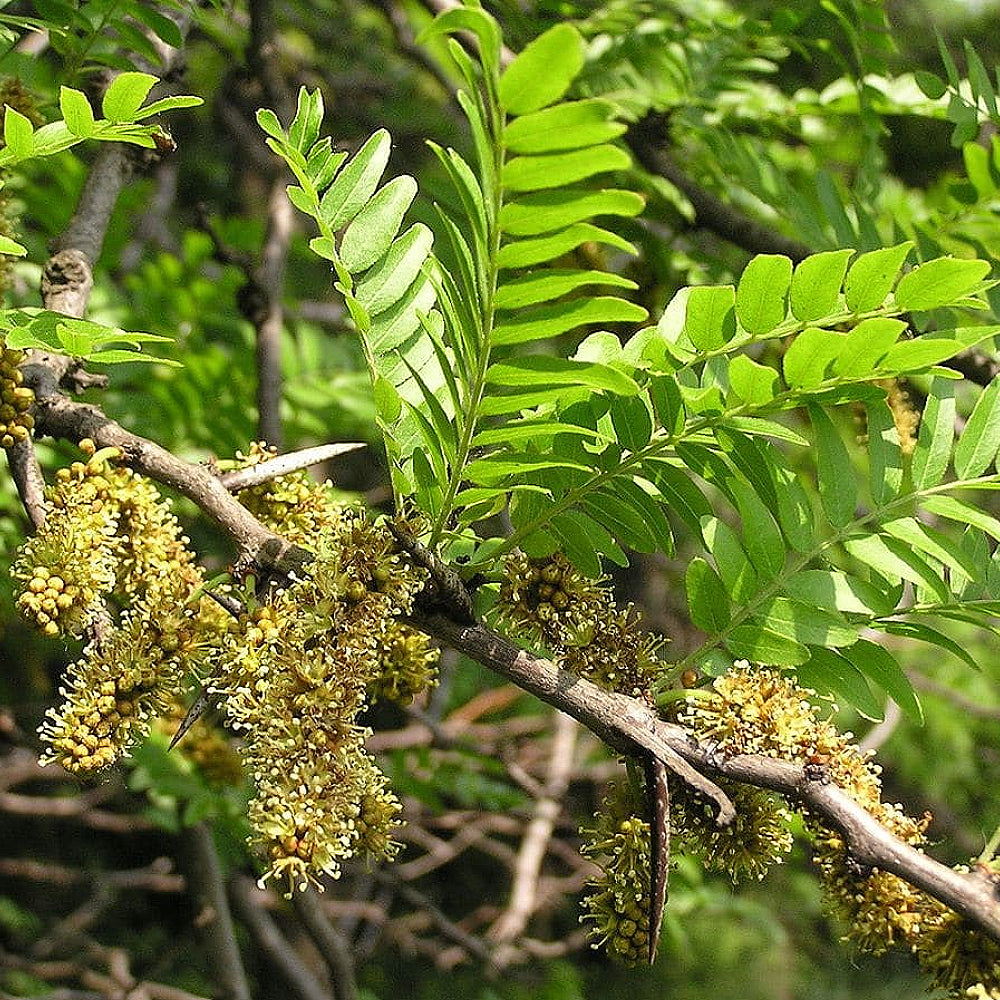 Honey Locust Honeylocust (Gleditsia triacanthos)