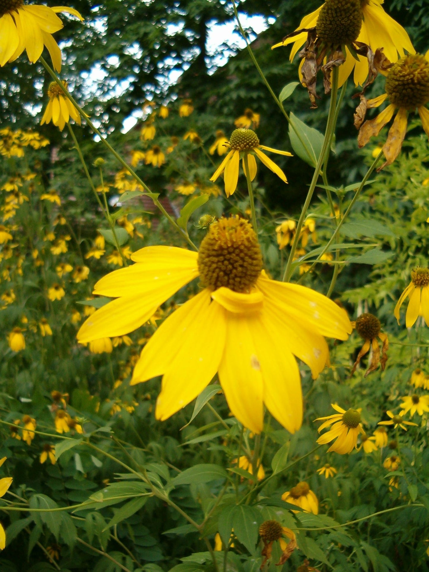 Cutleaf Coneflower (Rudbeckia laciniata)