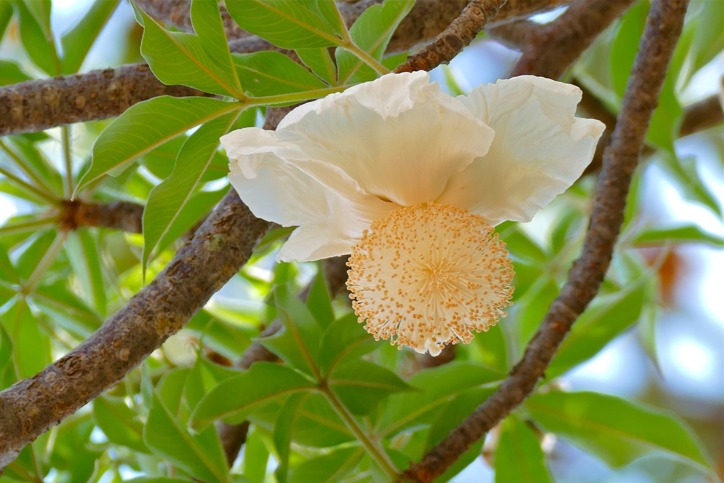 Baobab Cream Tartar Dead Rat Monkey-bread Tree (Adansonia digitata)