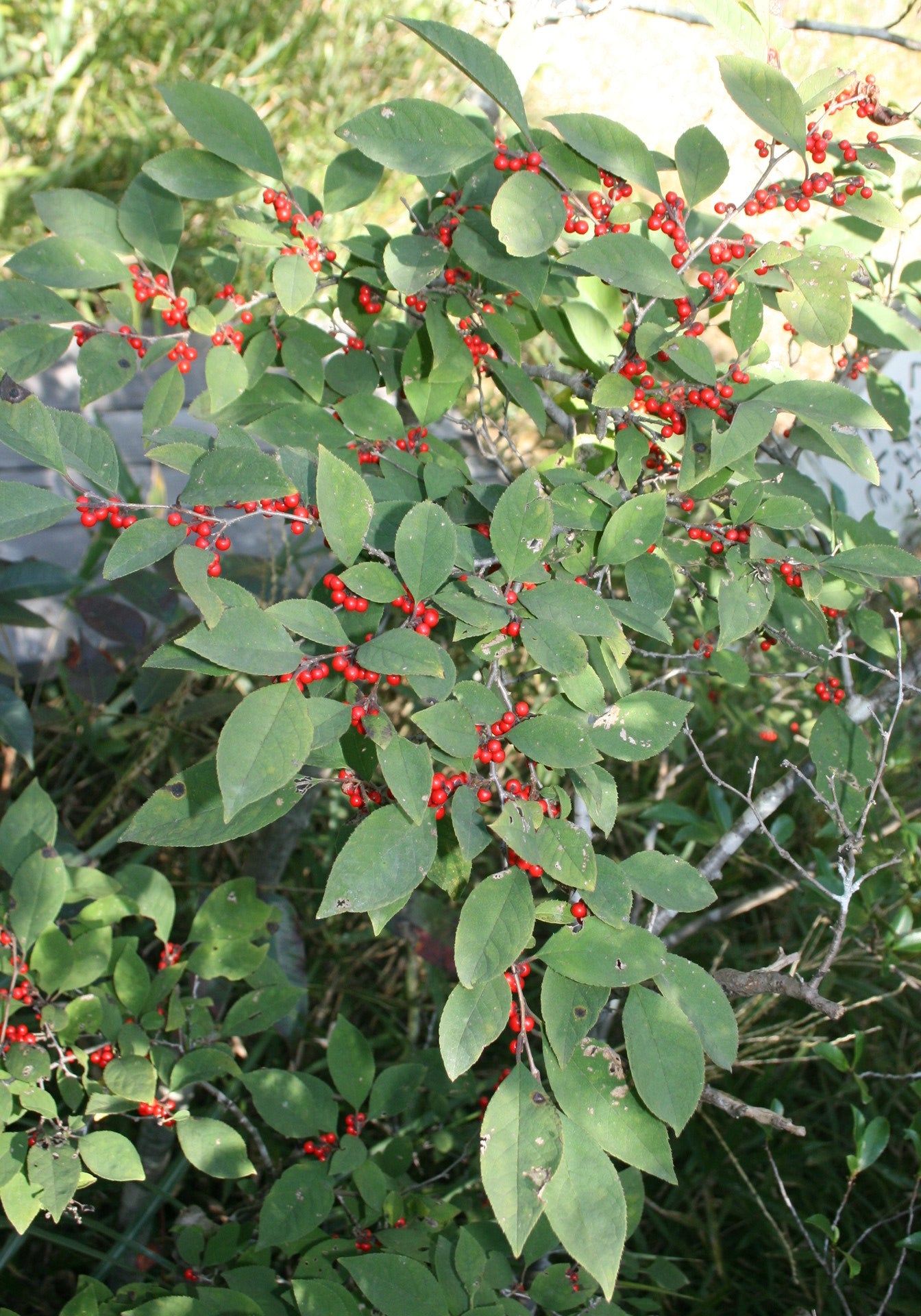 Finetooth Holly (Ilex serrata)