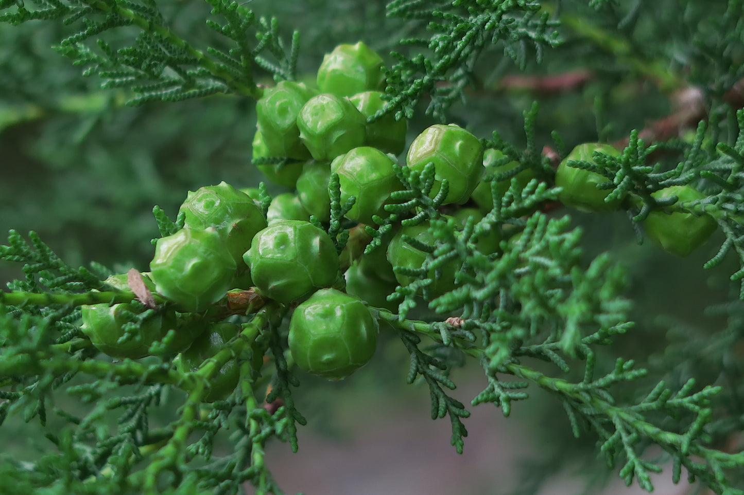 Santa Cruz Cypress (Hesperocyparis abramsiana)