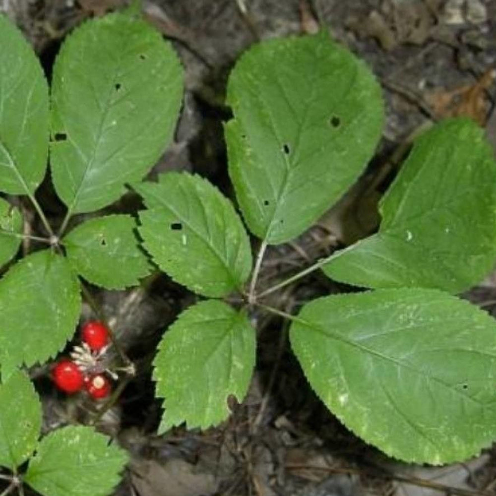 American Ginseng Huaquishen (Panax quinquefolius)