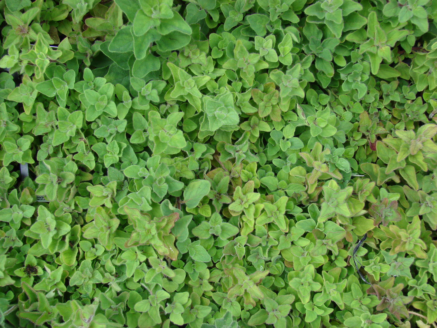 Greek Oregano (Origanum vulgare var. Hirtum)