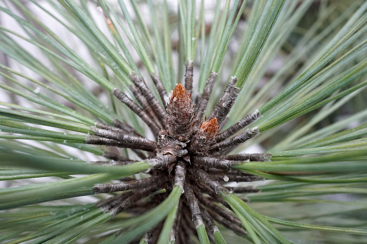 Arizona Pine (Pinus arizonica)