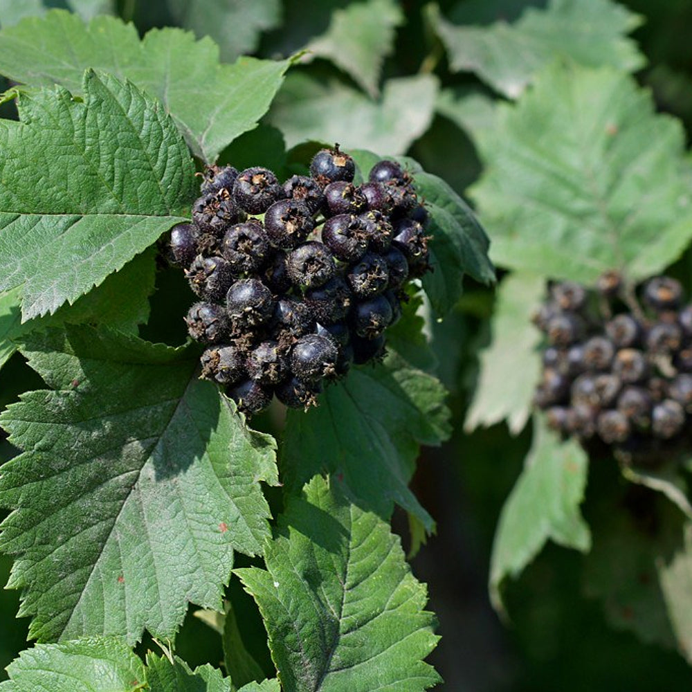 Chlorosarca Hawthorn (Crataegus chlorosarca)