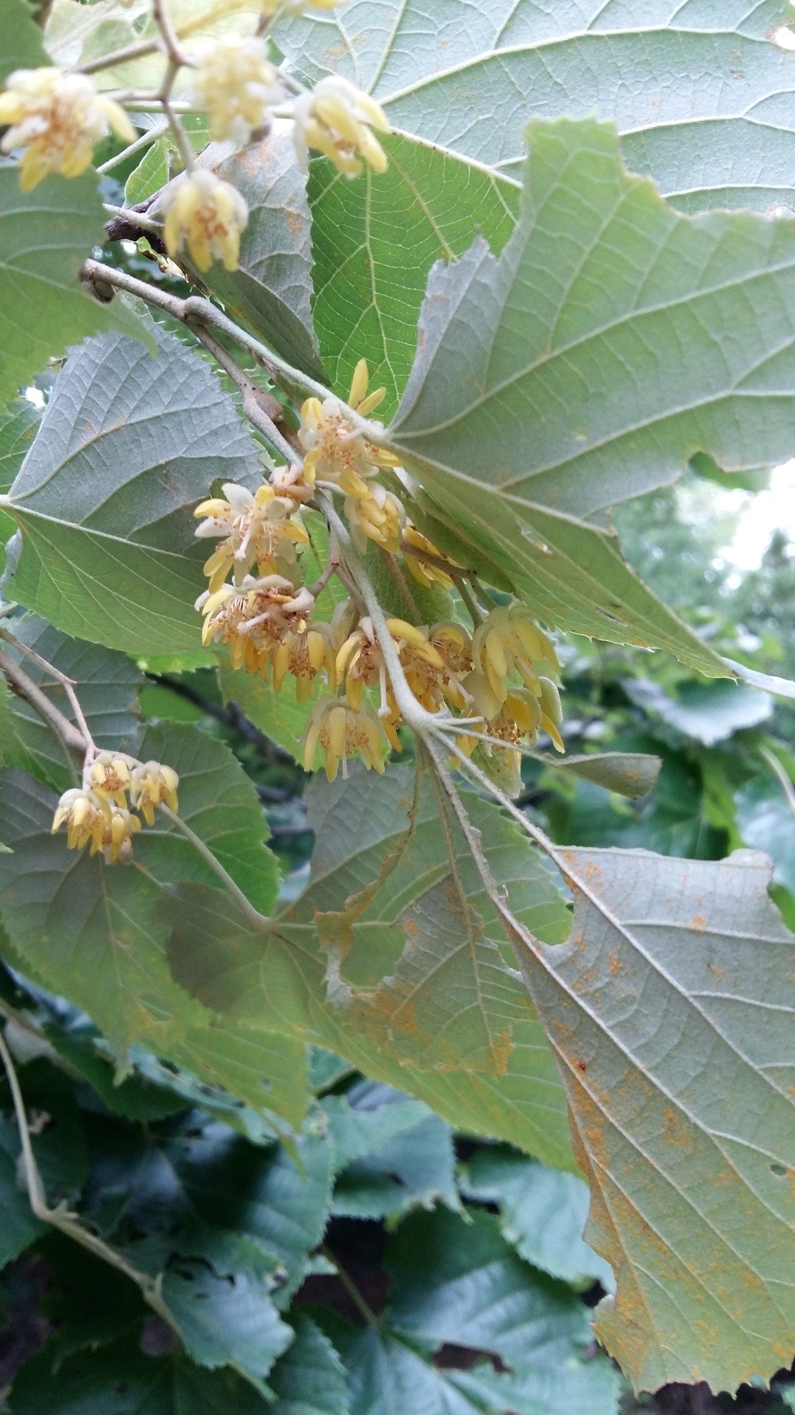 Manchurian Linden (Tilia mandshurica)