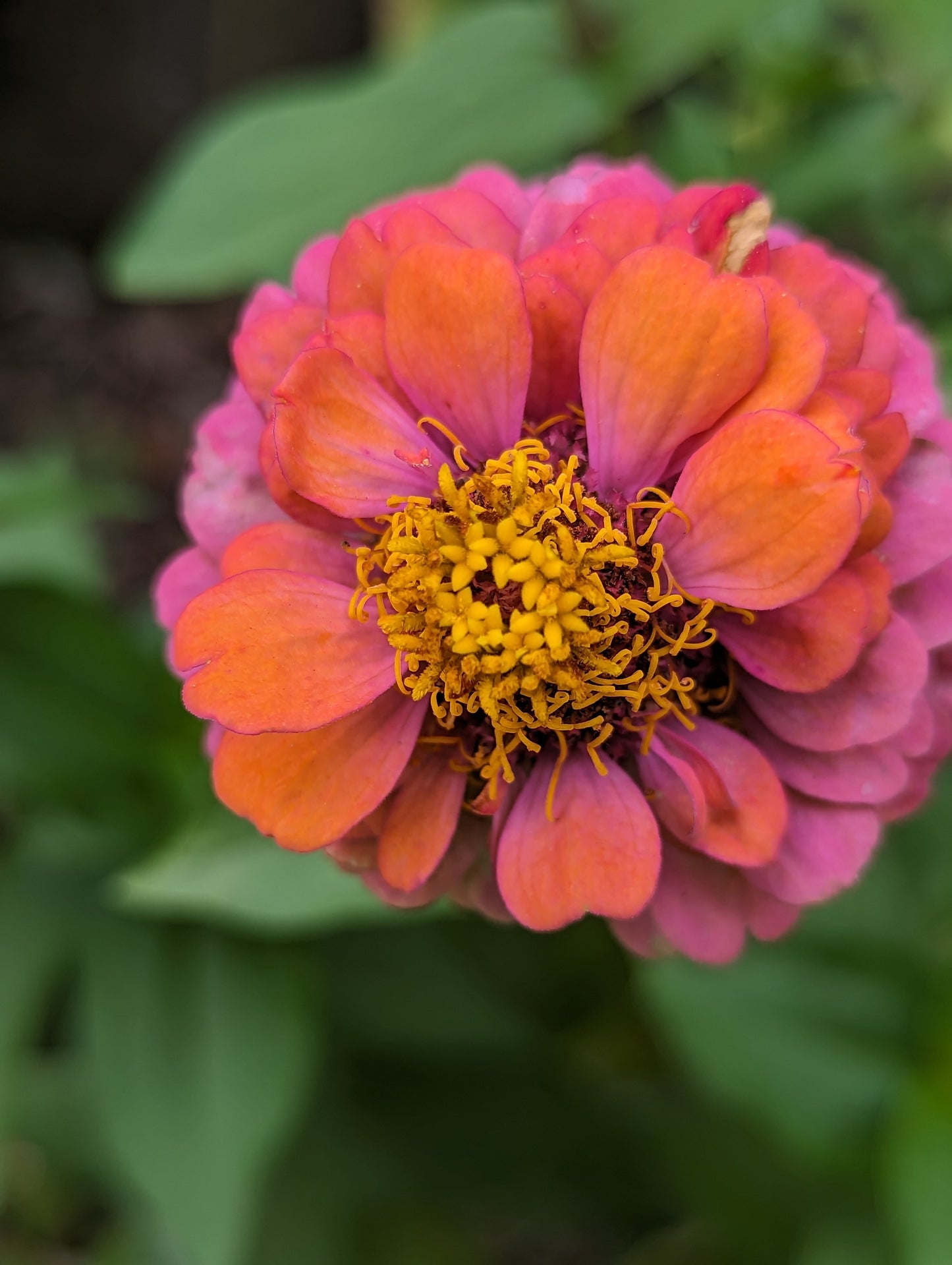 Elegant Zinnia Pumila Sprite Zinnia (Zinnia elegans 'Pumila Mix')