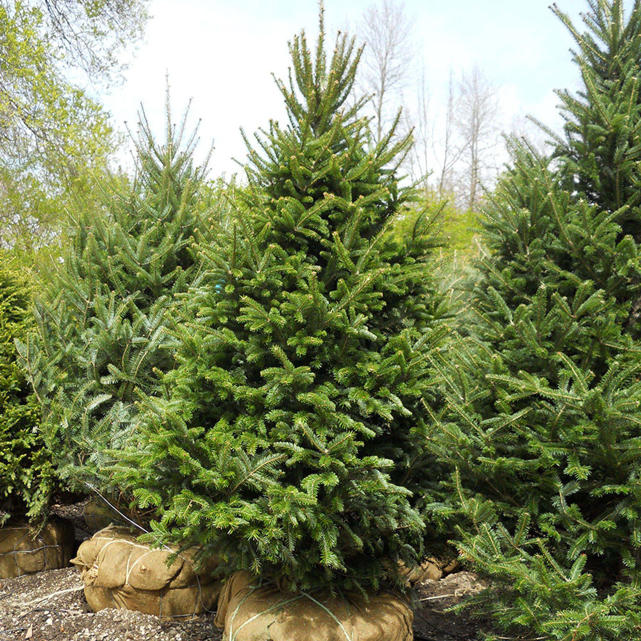 Canaan Fir (Abies balsamea var. phanerolepis WV Canaan)
