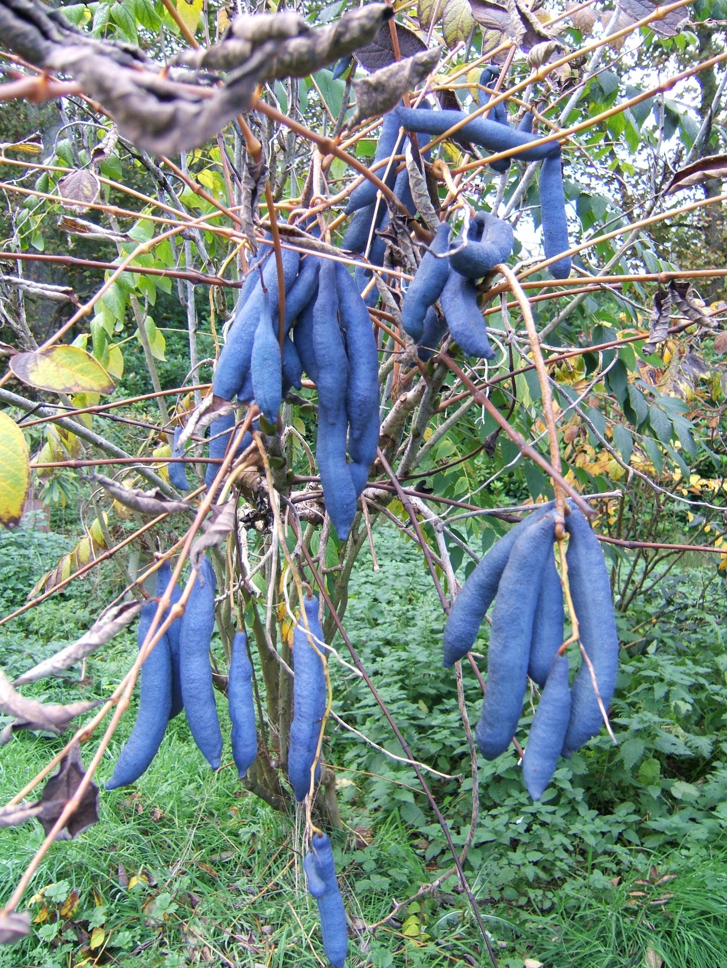 Blue Sausage Fruit Blue-bean Dead Mans Fingers (Decaisnea fargesii)