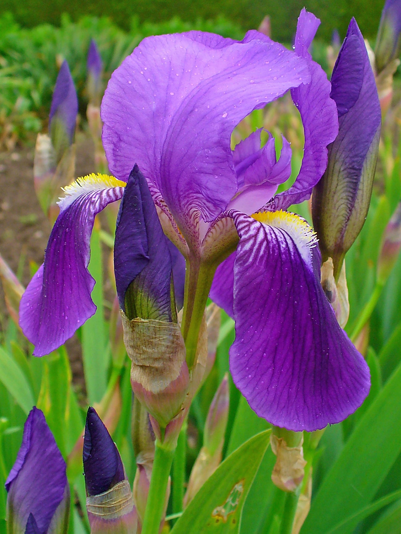Bearded German Iris (Iris germanica)