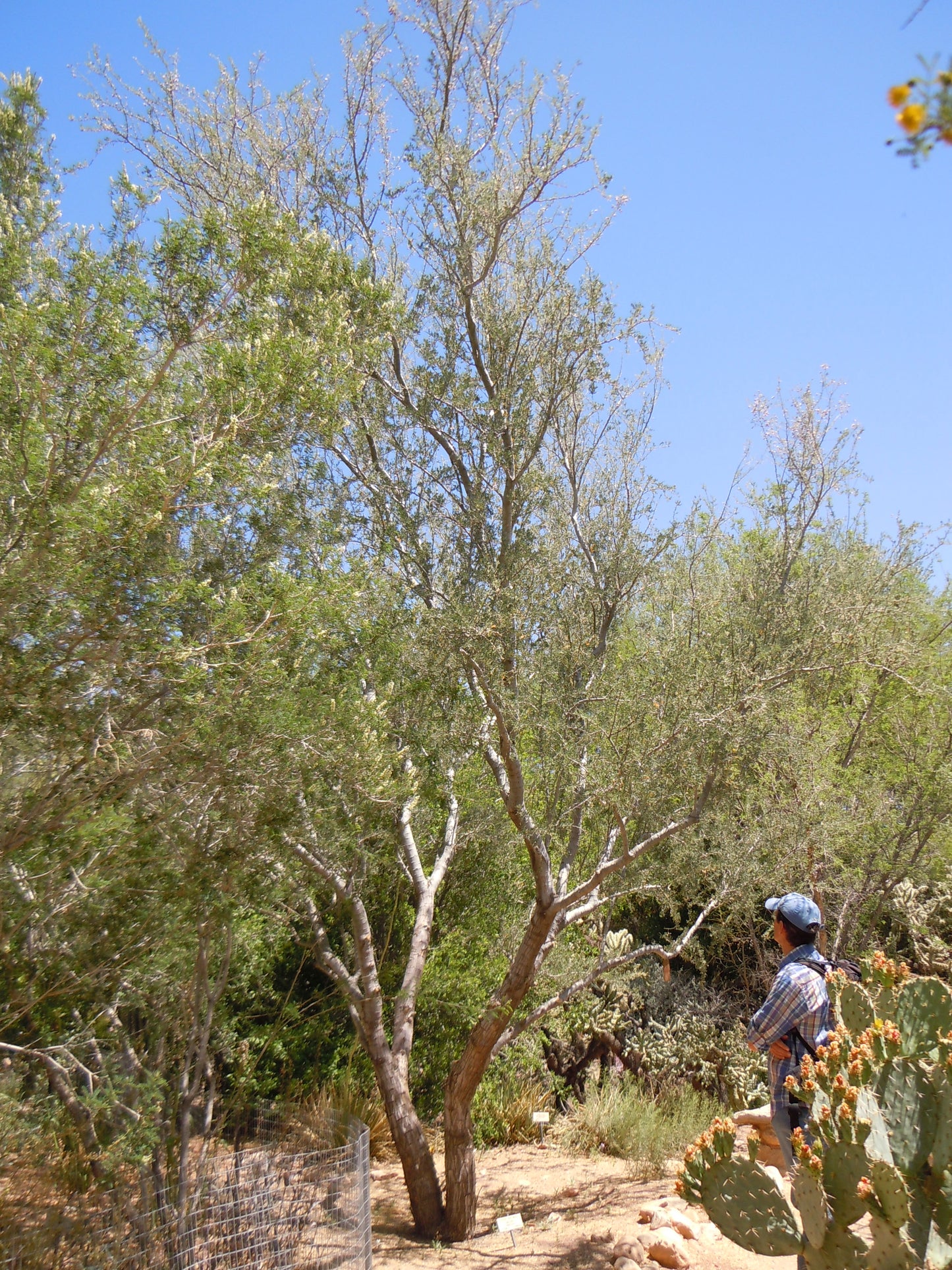 Desert Ironwood Palo Fierro (Olneya tesota)