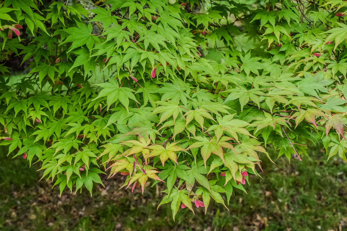 Ichigyoji Maple (Acer palmatum ssp. amoenum 'Ichigyoji' dry seed)