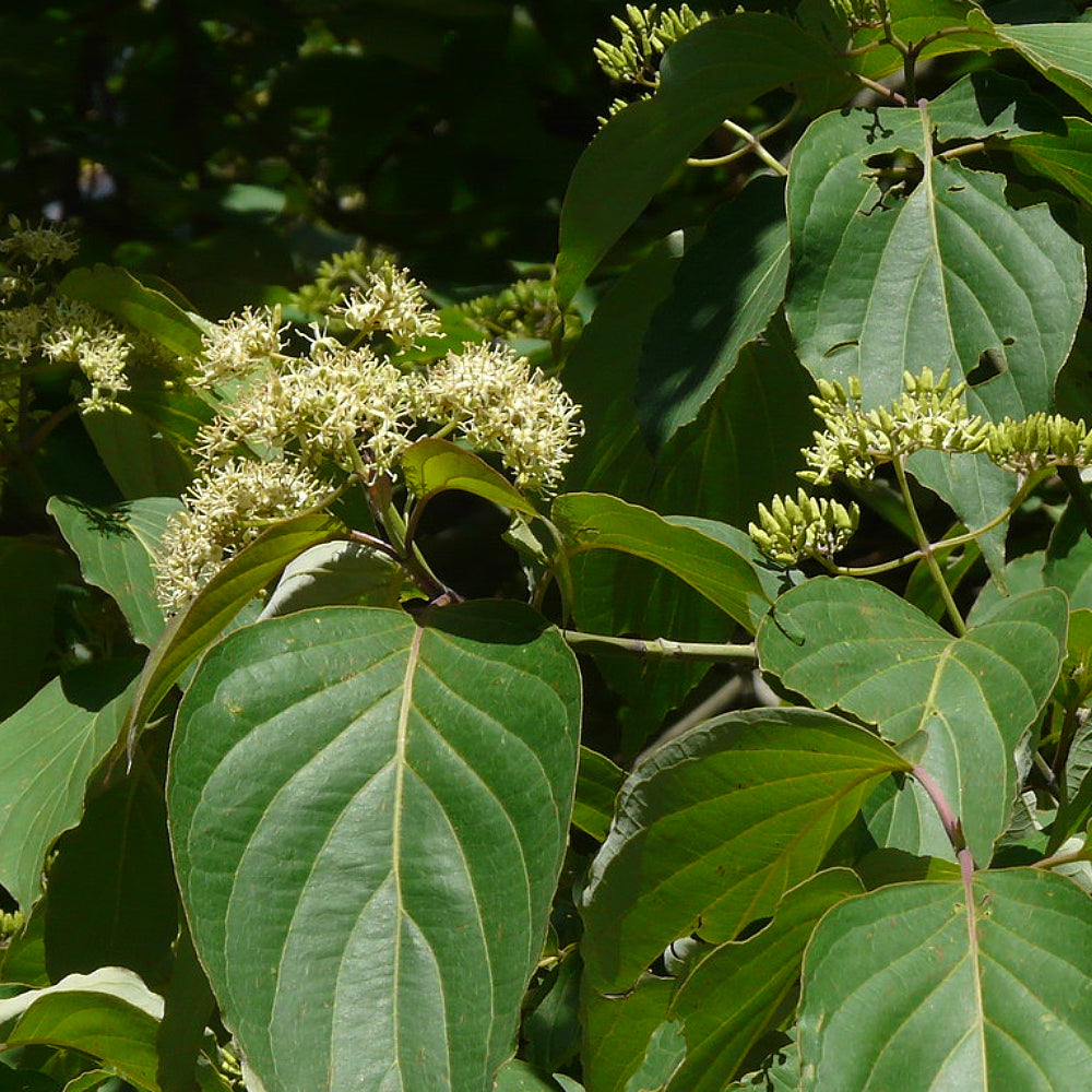 Bigleaf Large-leaf Dogwood (Cornus macrophylla)