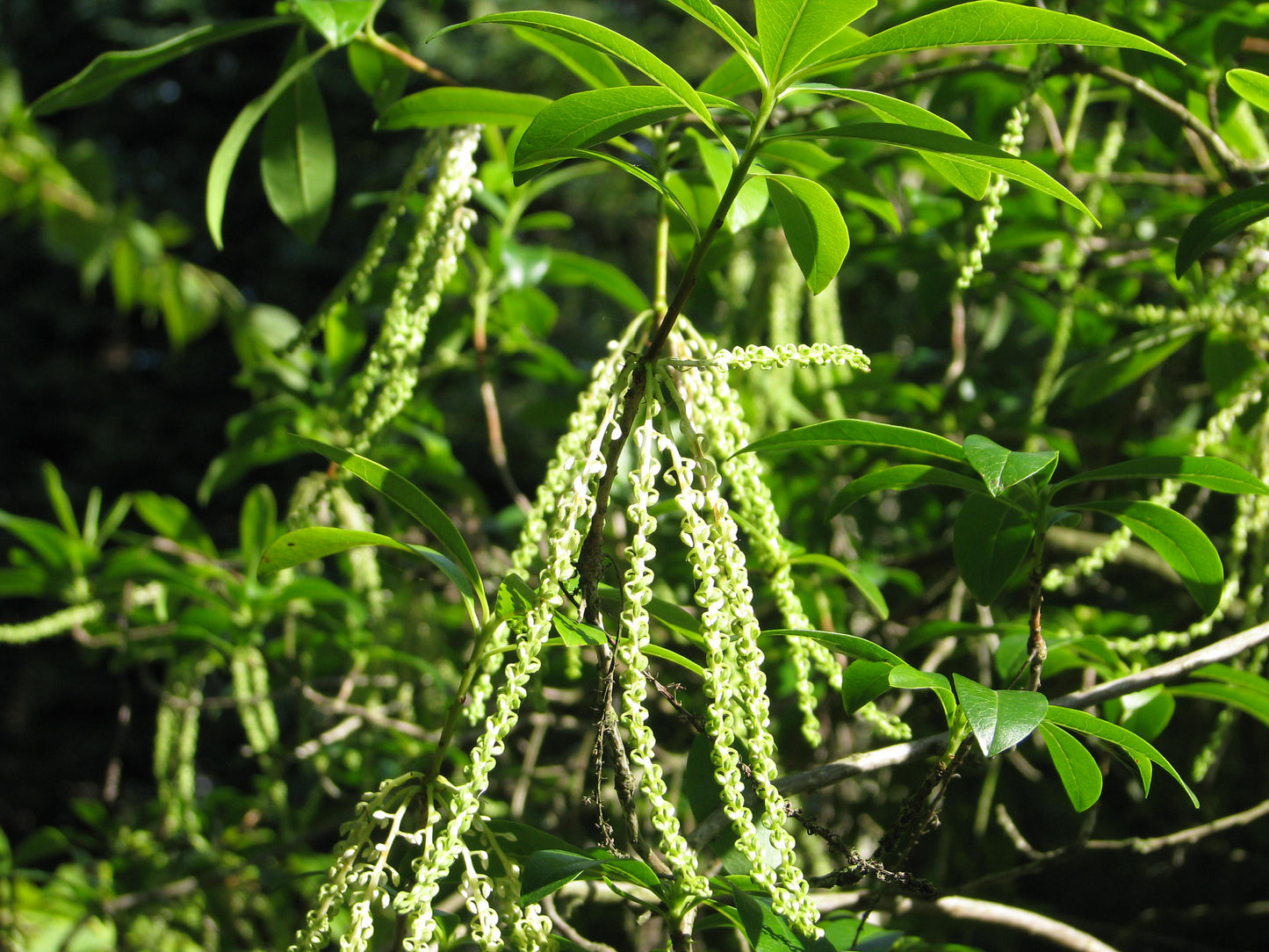 Black Titi Common Myrtle He Huckleberry Ironwood Leather- Wood Leatherwood Red Cyrilla Titi (Cyrilla racemiflora)