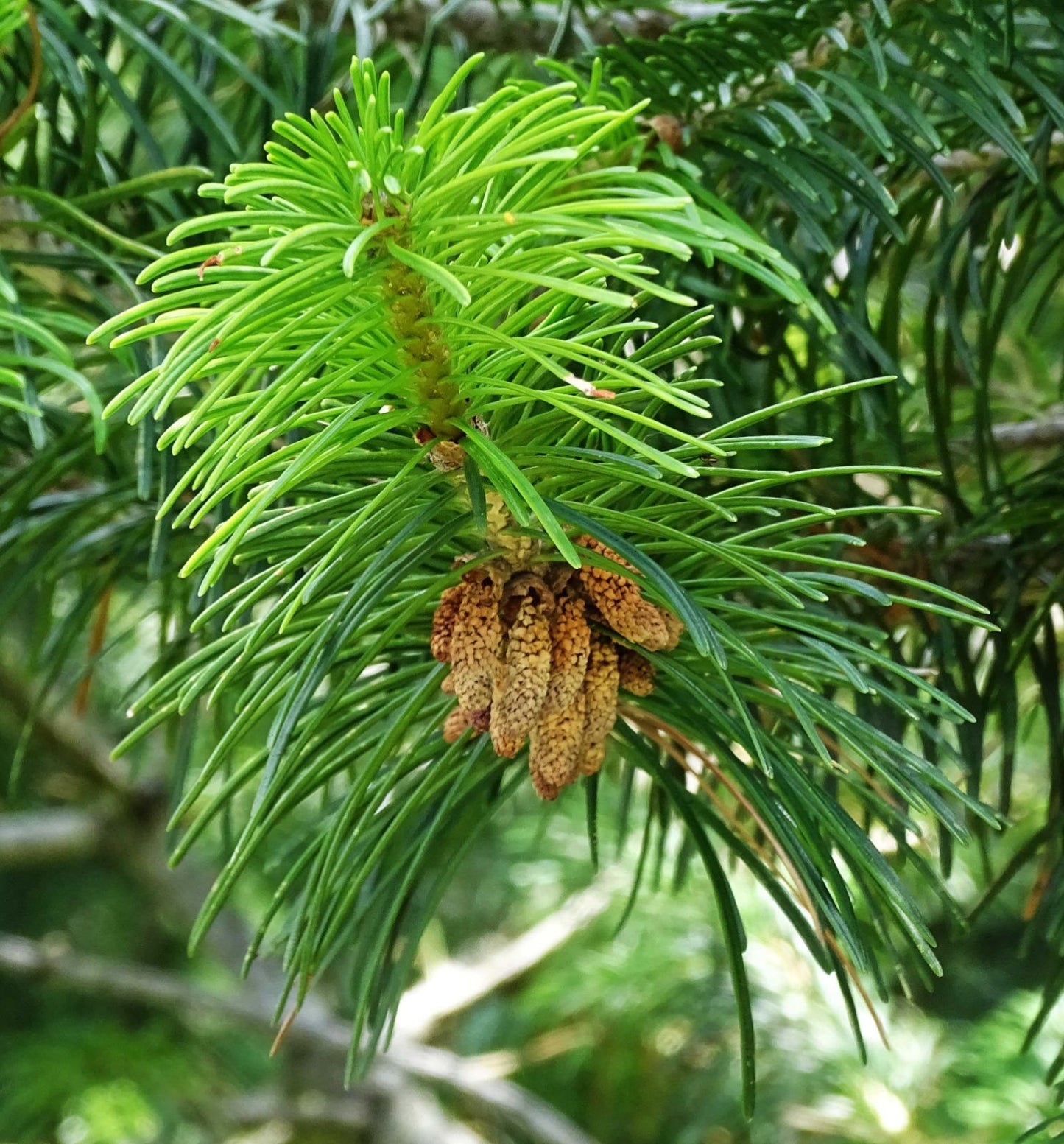 Pindrow Fir Silver West Himalayan Fir (Abies pindrow)