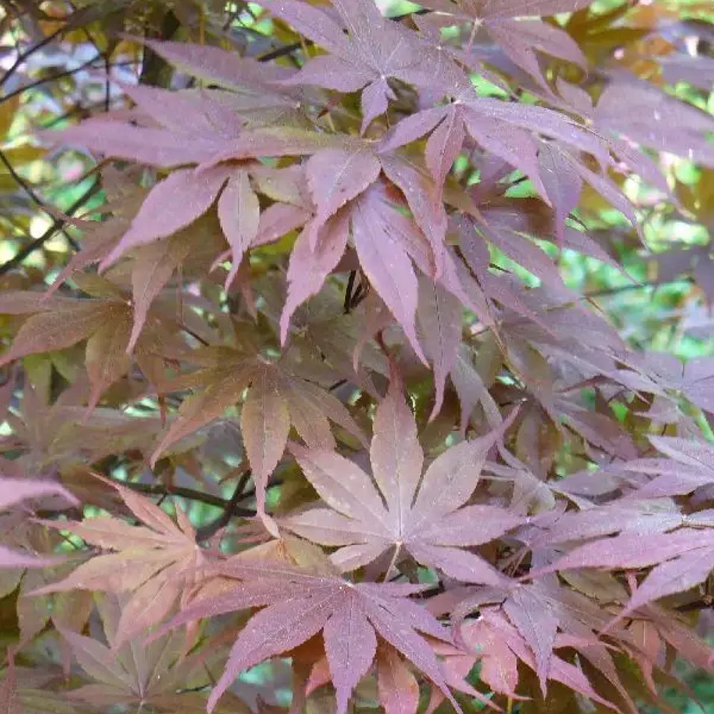 Trompenburg Maple (Acer palmatum ssp. matsumurae 'Trompenburg' dry seed)
