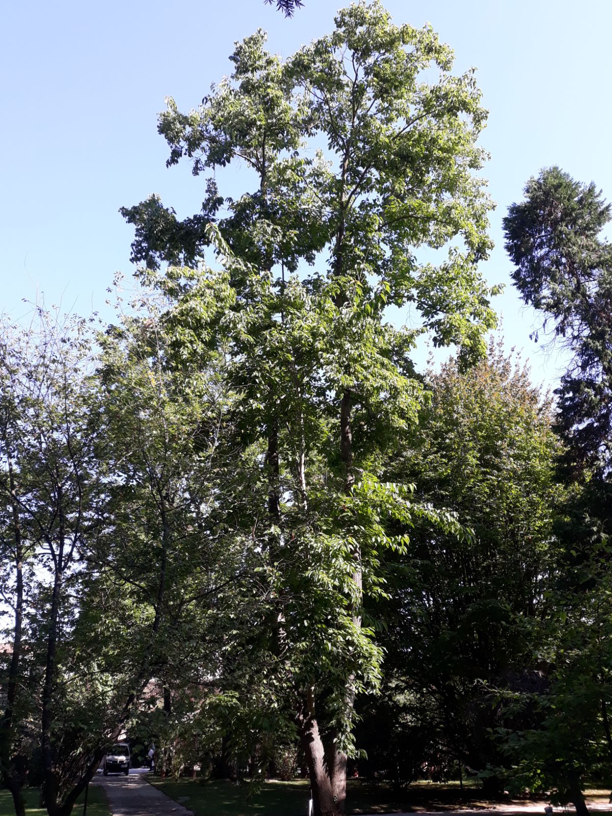 Camptotheca Cancer Happy Of Life (Camptotheca acuminata)