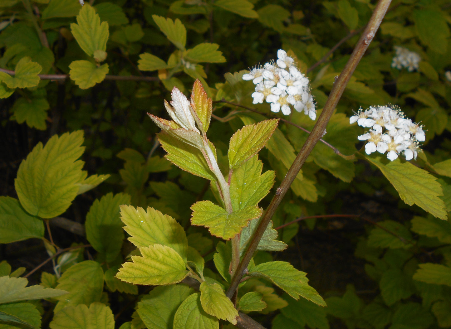 Chinese Spirea (Spiraea chinensis)
