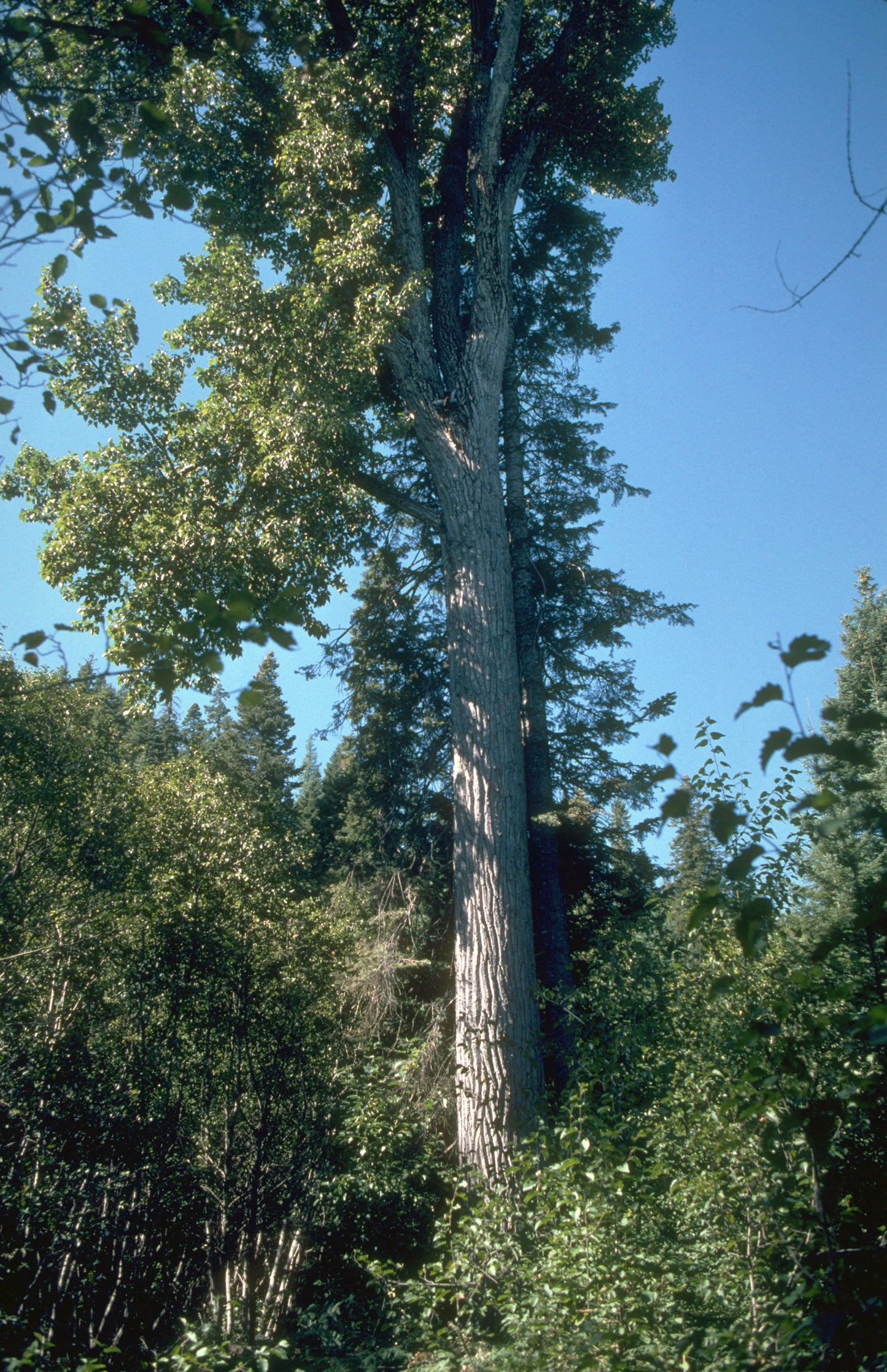 Black Cottonwood California Poplar Balsam Poplar (Populus trichocarpa)