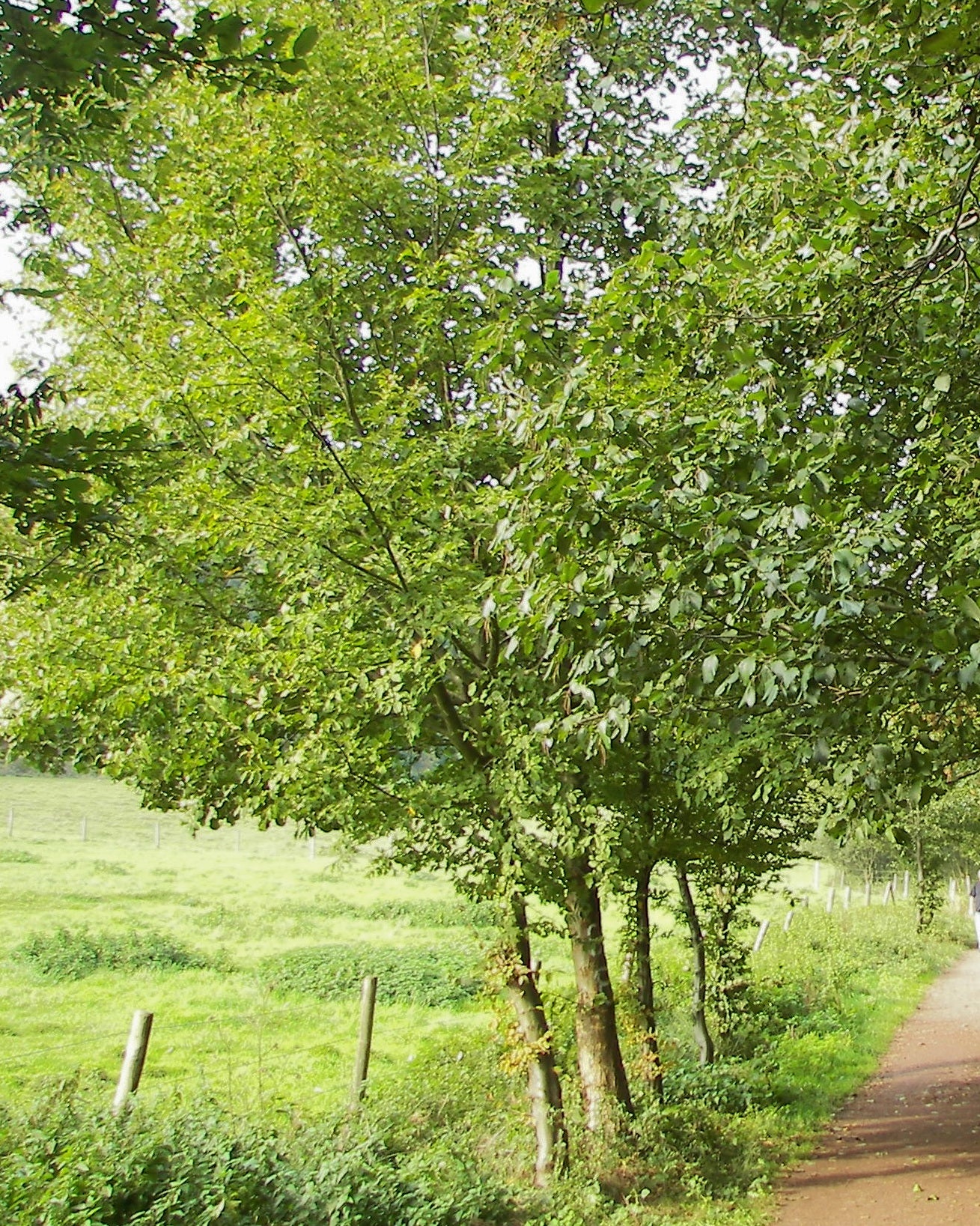 European Speckled Alder Gray Grey Hoary Mountain Alder (Alnus incana)
