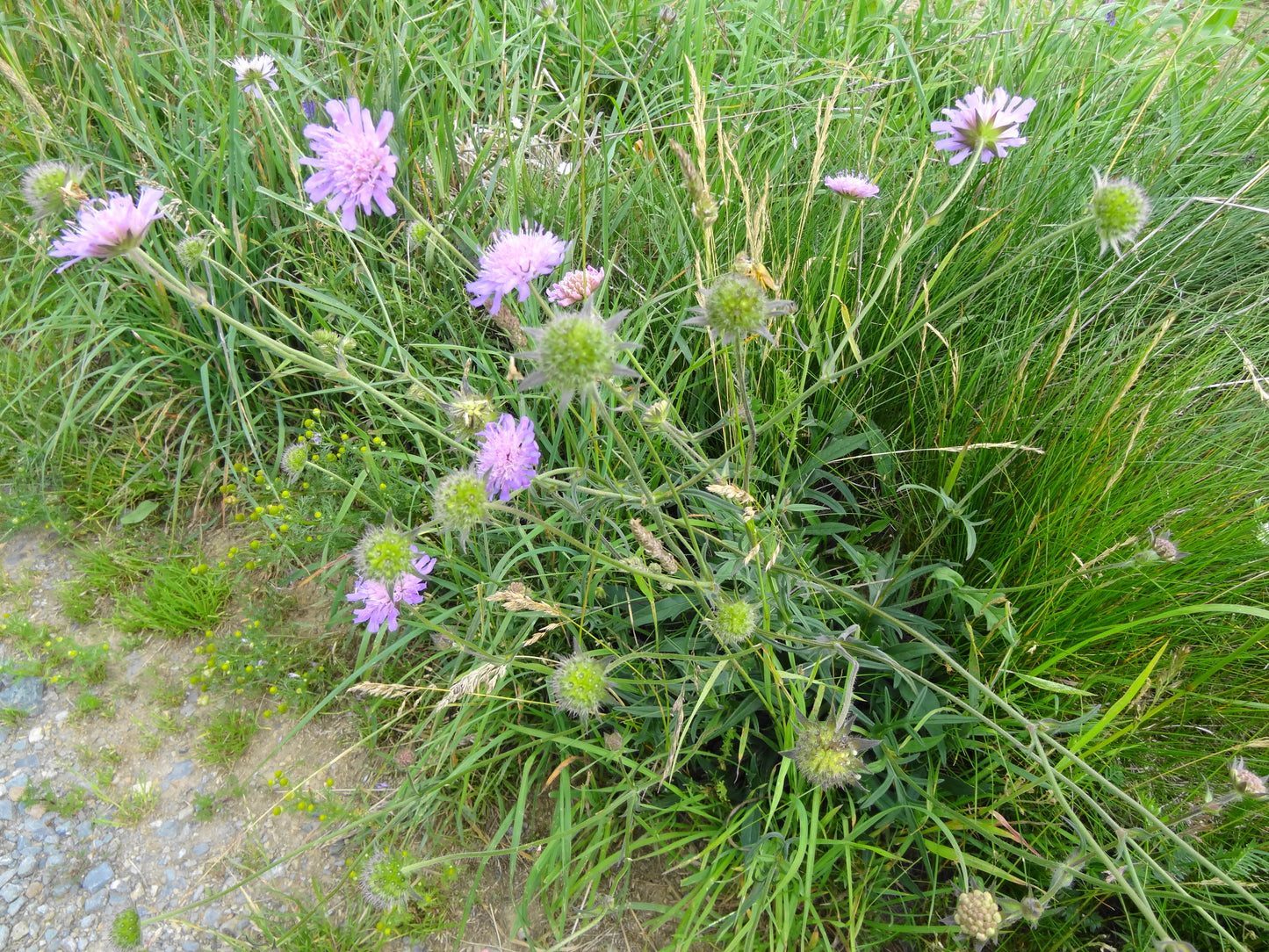 Blue Field Scabiosa Scabious (Knautia arvensis)
