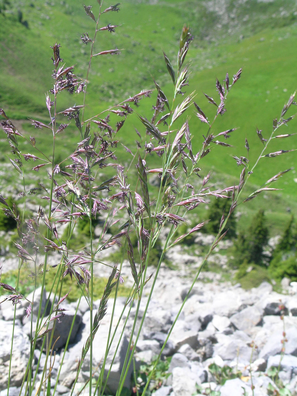 Hard Fescue Sheep Fescue (Festuca ovina var. duriuscula)