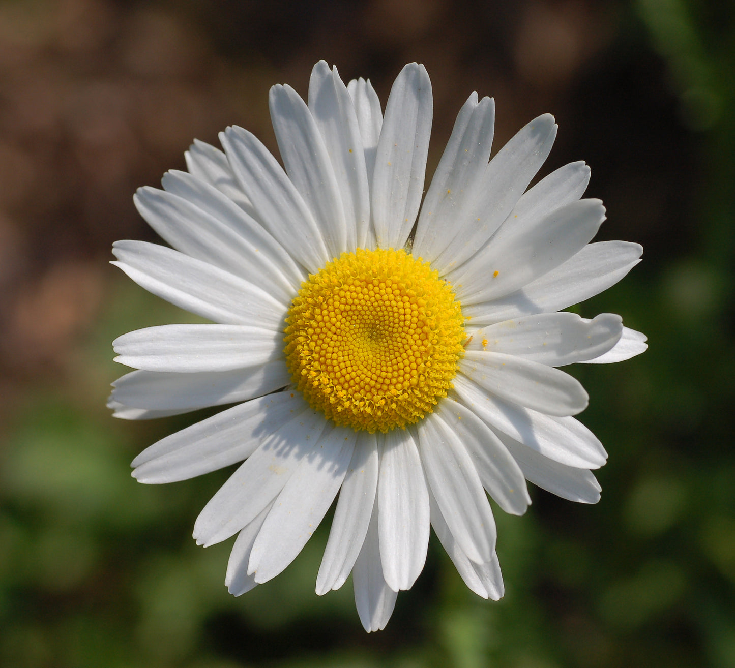 Daisy Dog Daisy Marguerite Moon Ox-eye Daisy (Leucanthemum vulgare)