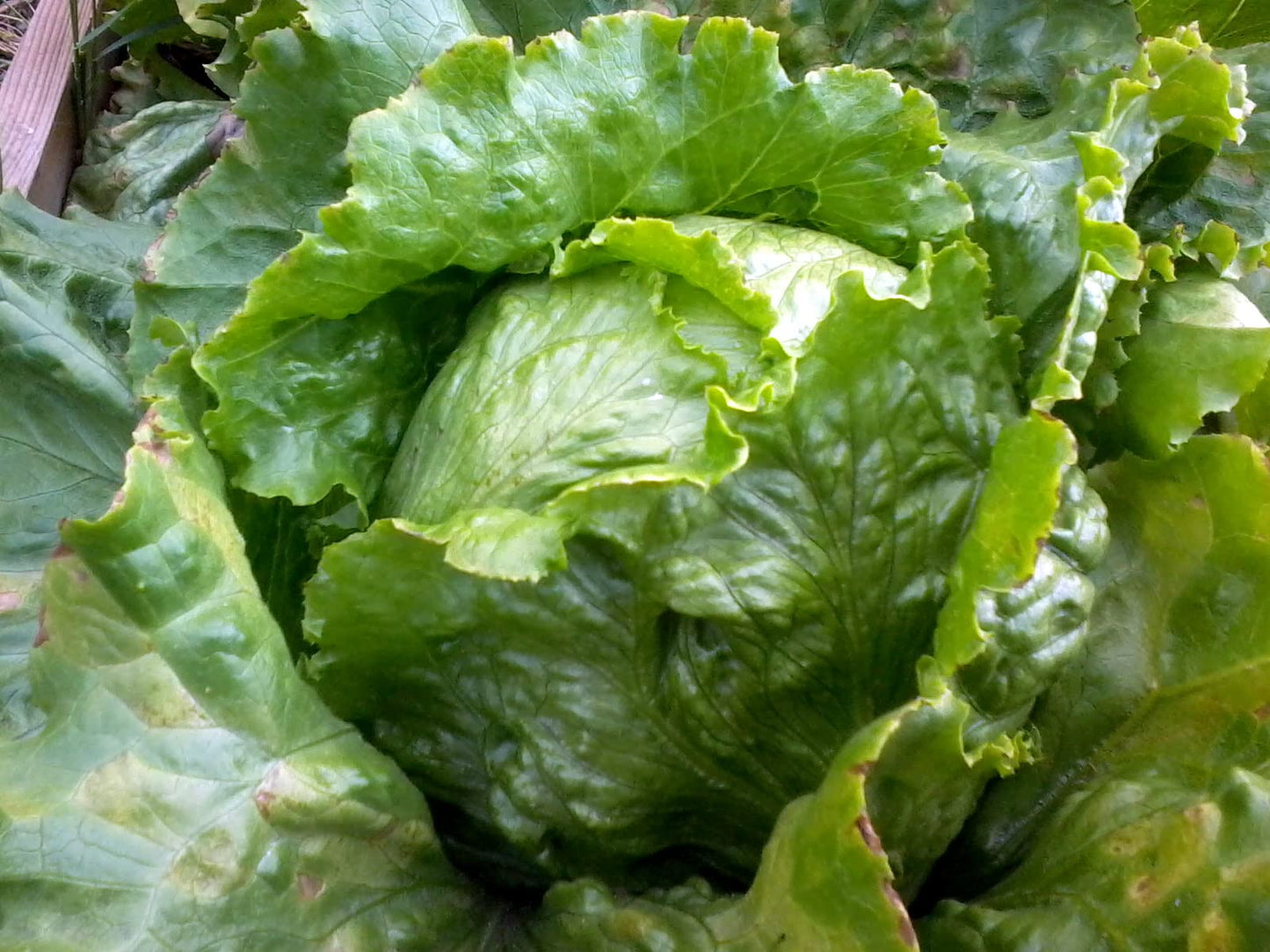Garden Lettuce Hanson Improved Lettuce (Lactuca sativa 'Hanson Improved')