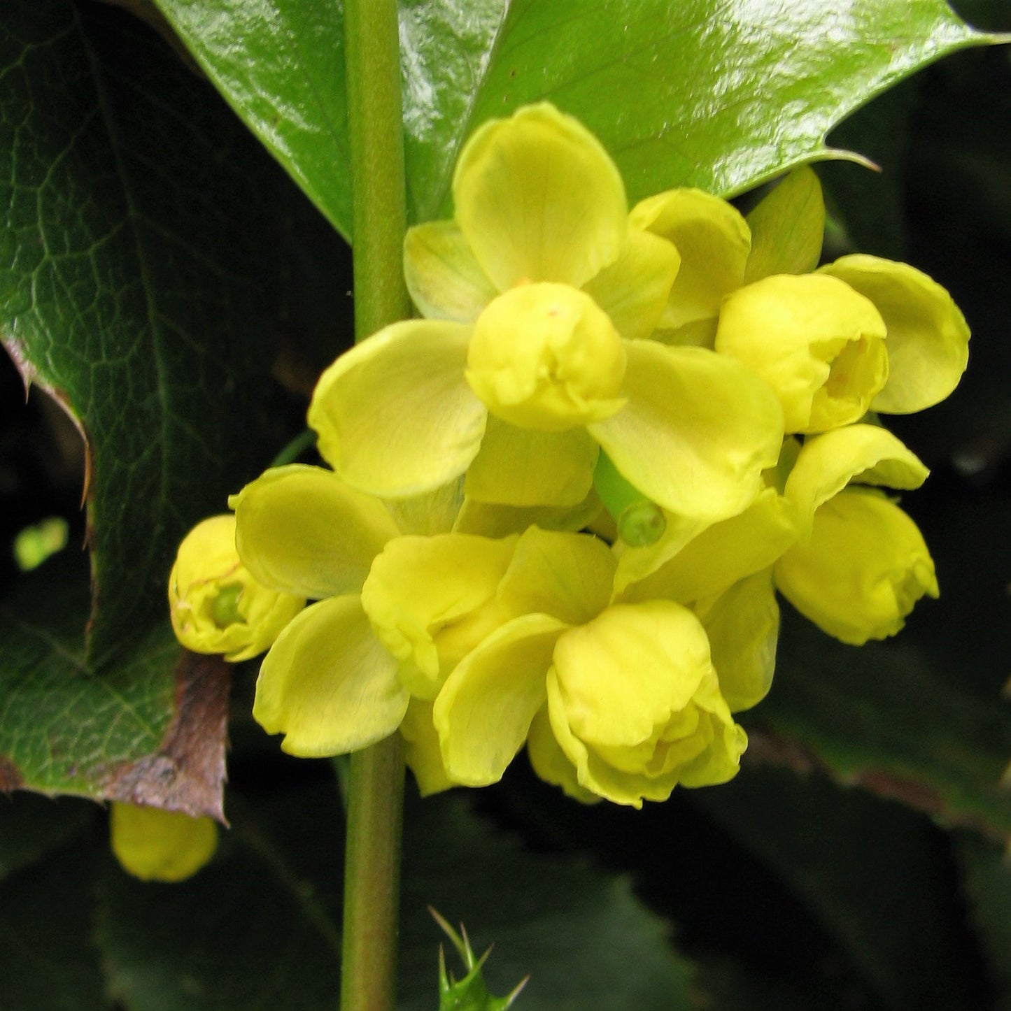 Creeping Mahonia (Berberis repens)