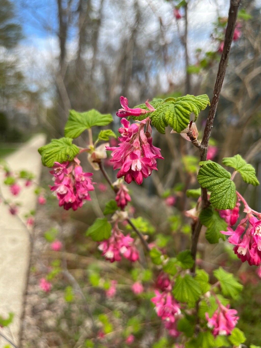 Pink Mountain Currant Sierra Sierran Currant (Ribes nevadaense)