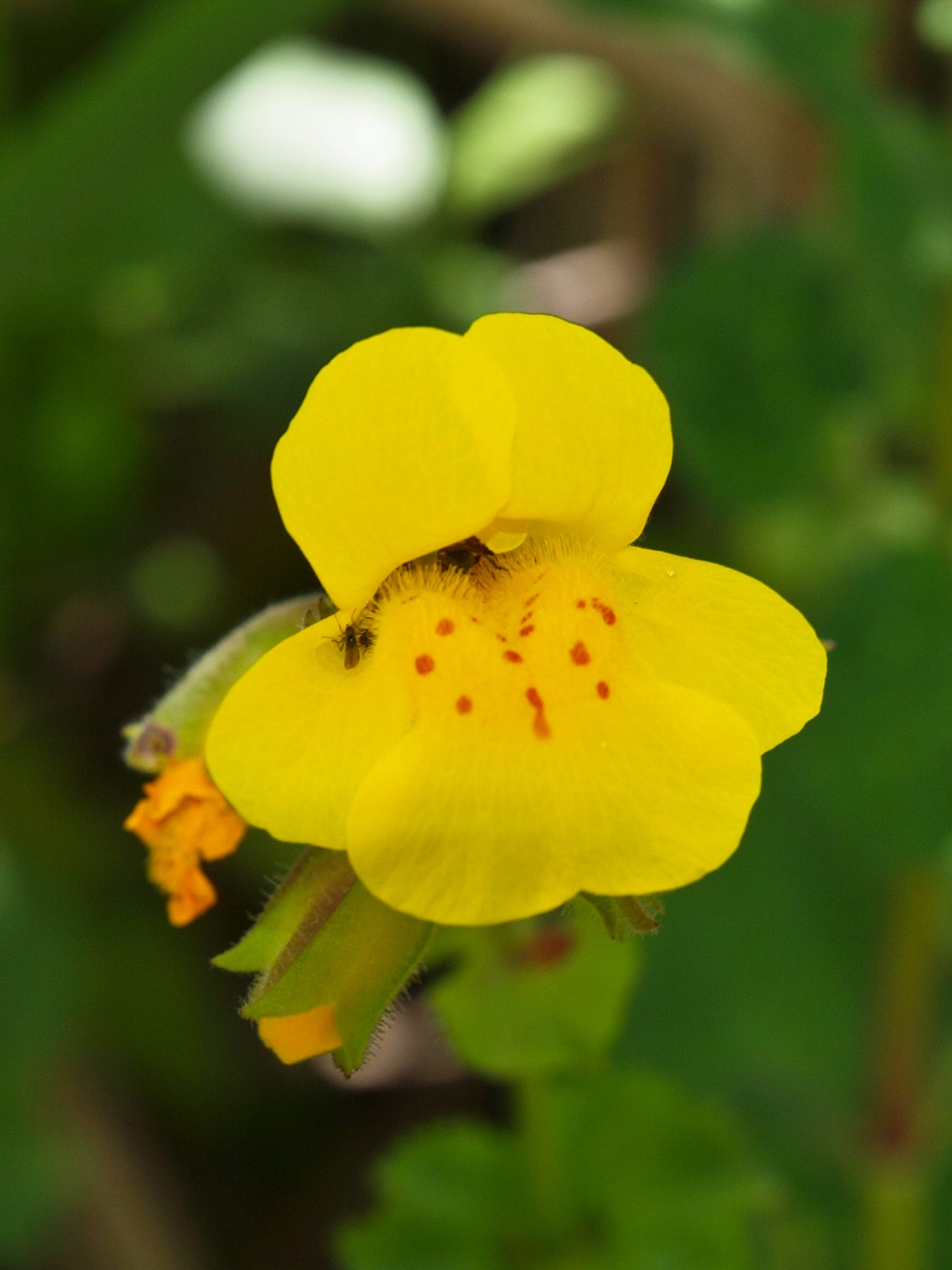 Seep Monkeyflower Monkeyflower (Mimulus guttatus)