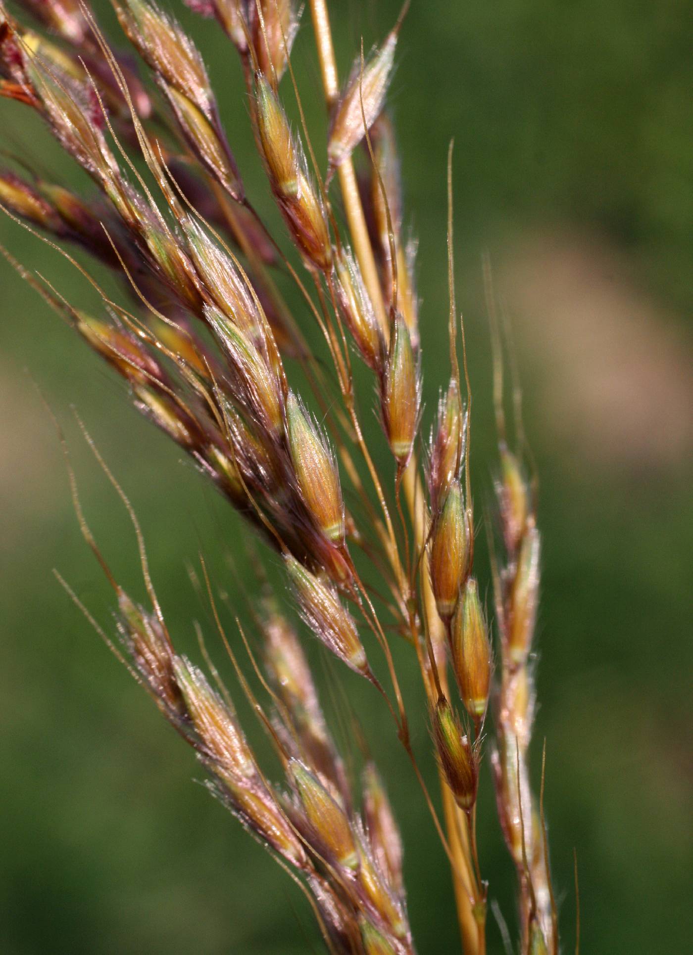 Yellow Indiangrass (Sorghastrum nutans var. Tomahawk)