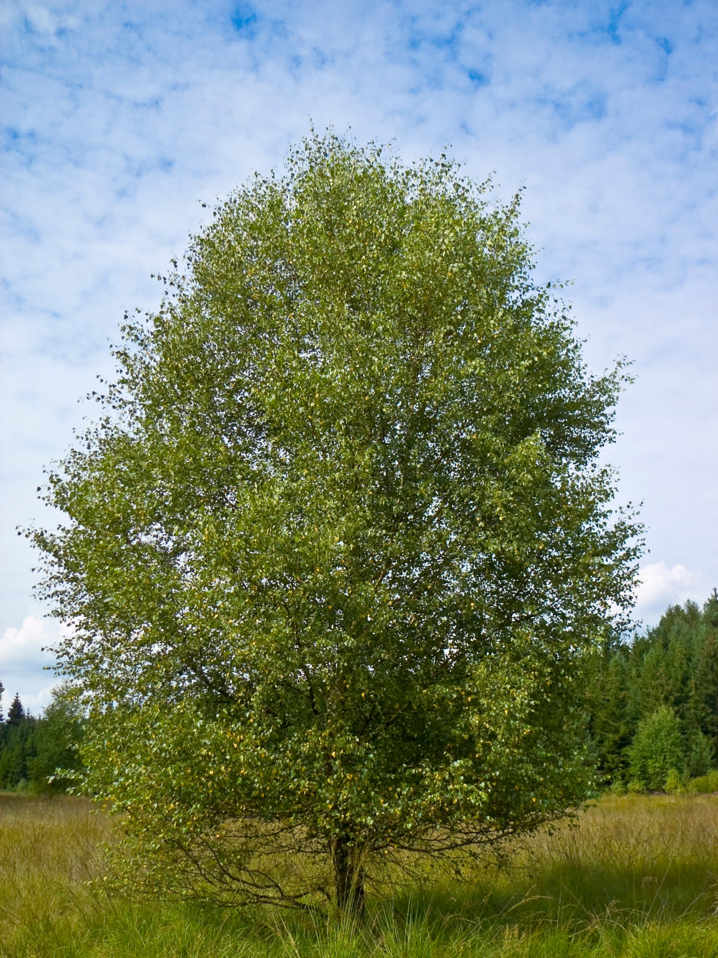 Downy Birch Birch (Betula pubescens)