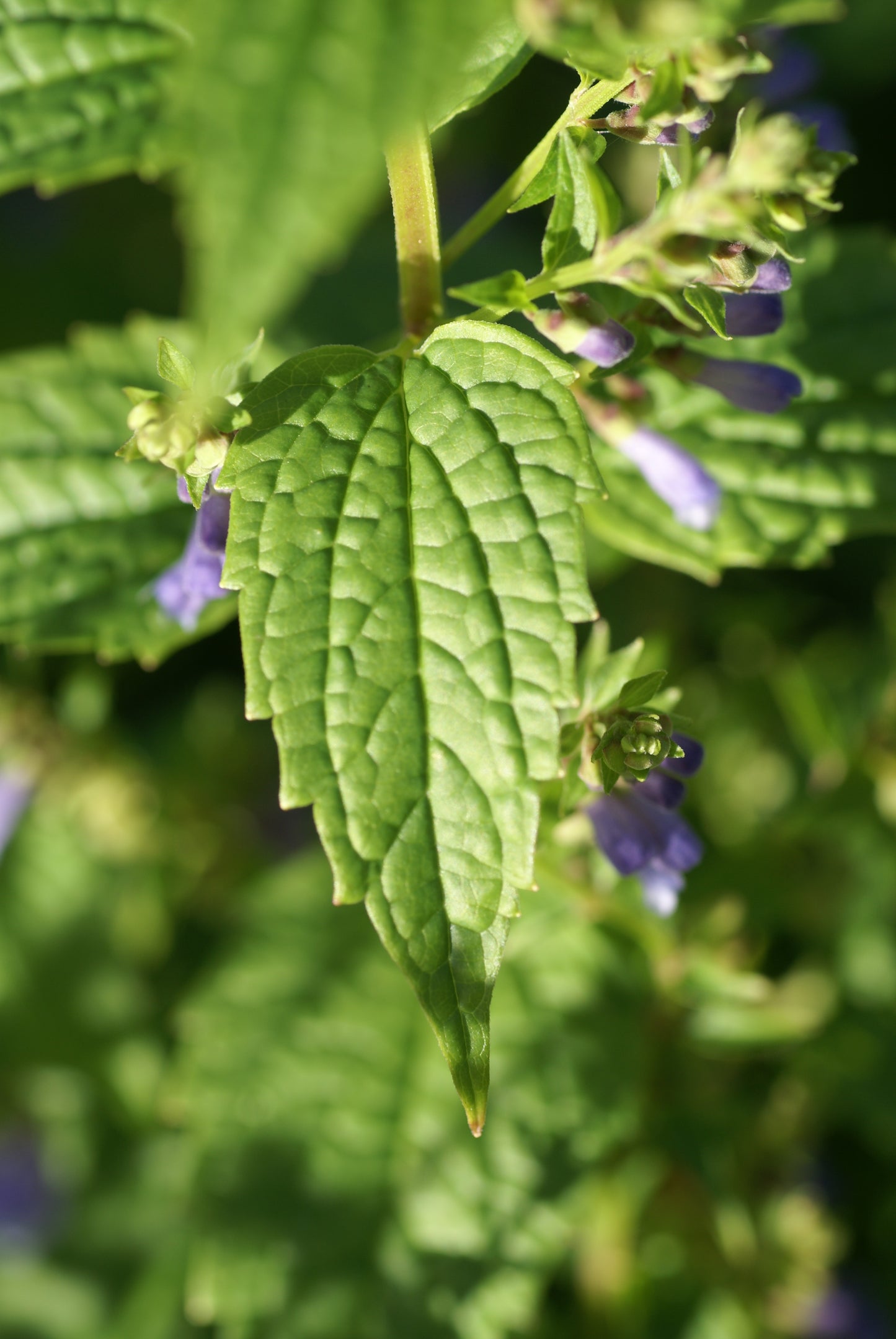 Blue Skullcap Side-flowering Skullcap (Scutellaria lateriflora)