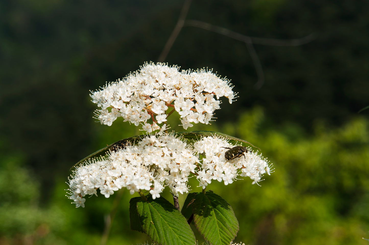 Beech Ichang Viburnum (Viburnum erosum)