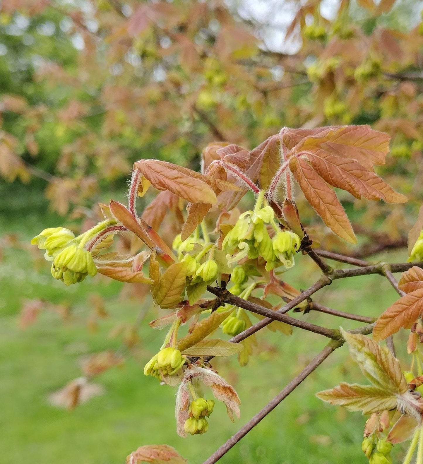 Paper Bark Paperbark Maple (Acer griseum winged)