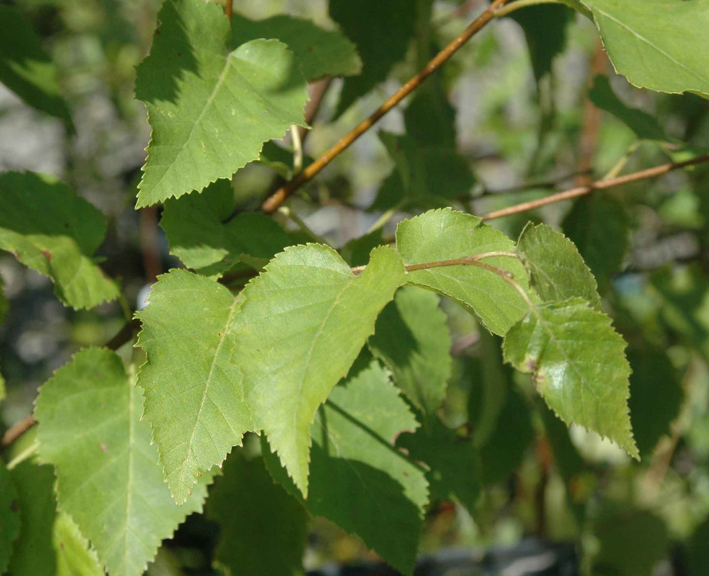 Canoe Birch Paper (Betula papyrifera clean seed)
