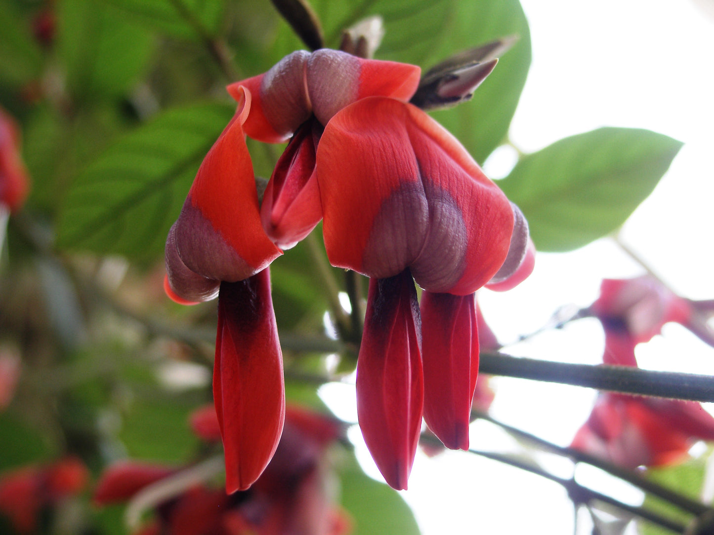 Dusky Coral Pea (Kennedia rubicunda)