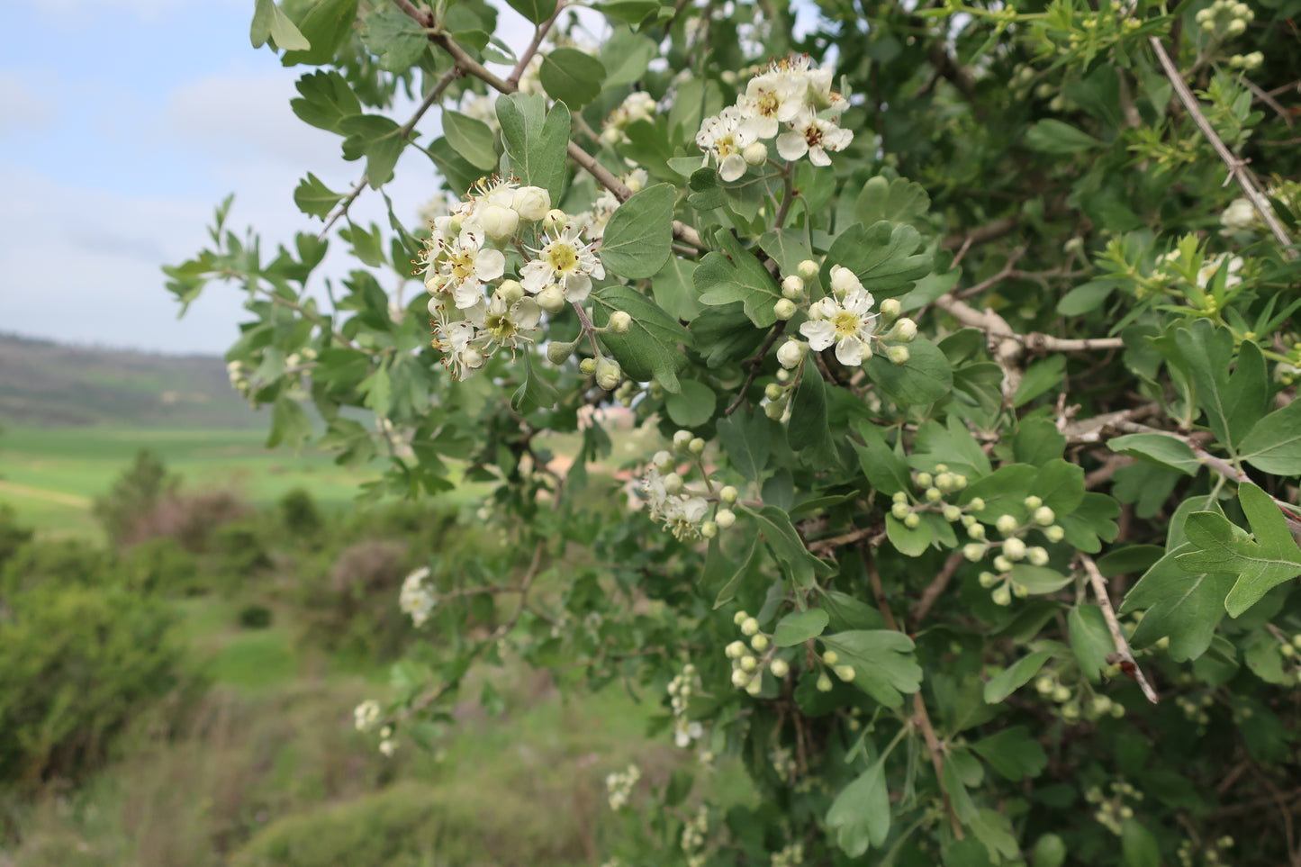 Azarole Mediterranean Medlar Mosphilla (Crataegus azarolus)