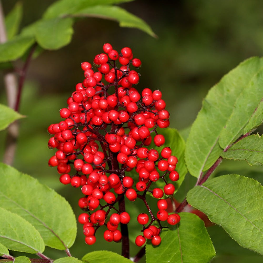 Pacific Red Coast Elder (Sambucus callicarpa)