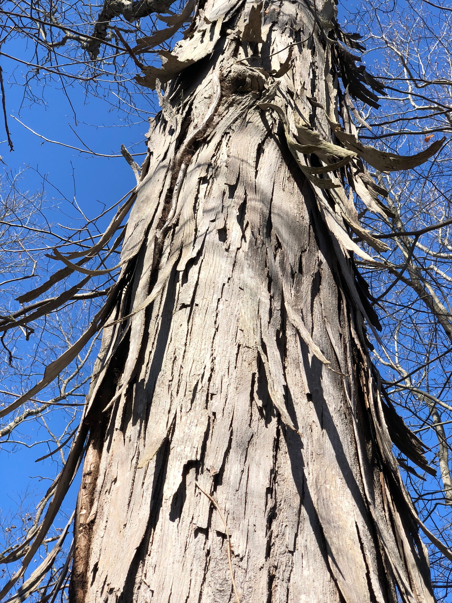 Shagbark Hickory (Carya ovata Northern)