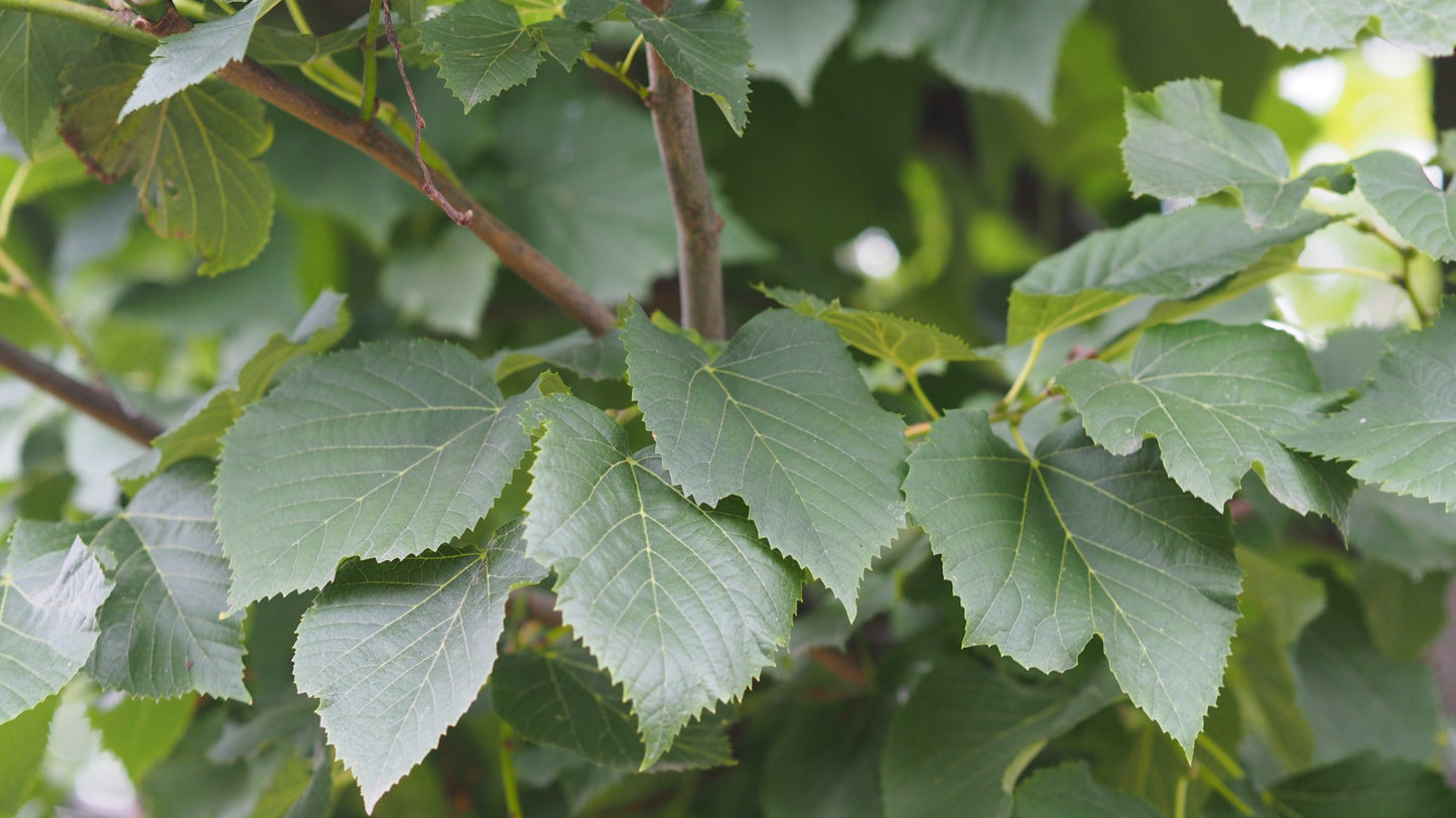 Silver Lime Linden (Tilia tomentosa)