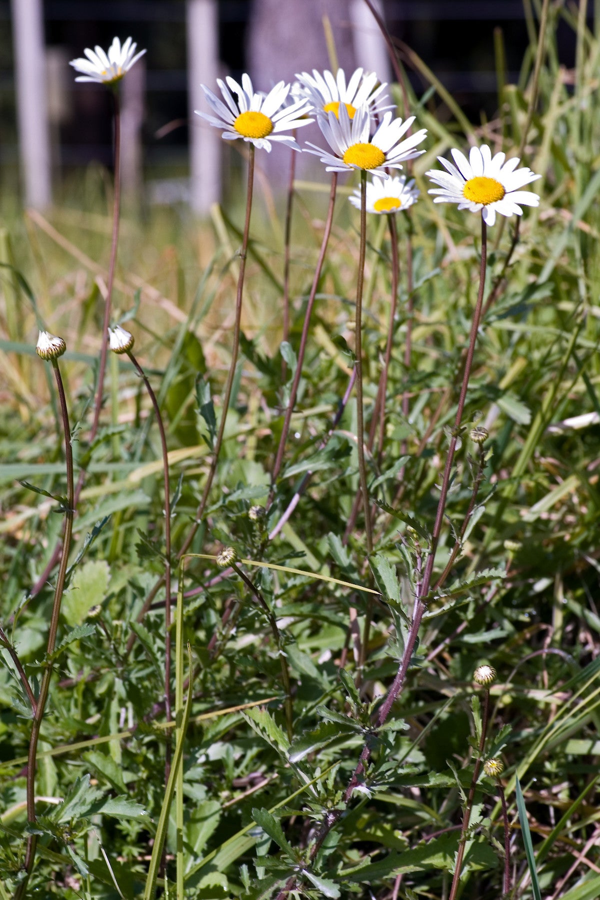 Daisy Dog Daisy Marguerite Moon Ox-eye Daisy (Leucanthemum vulgare)