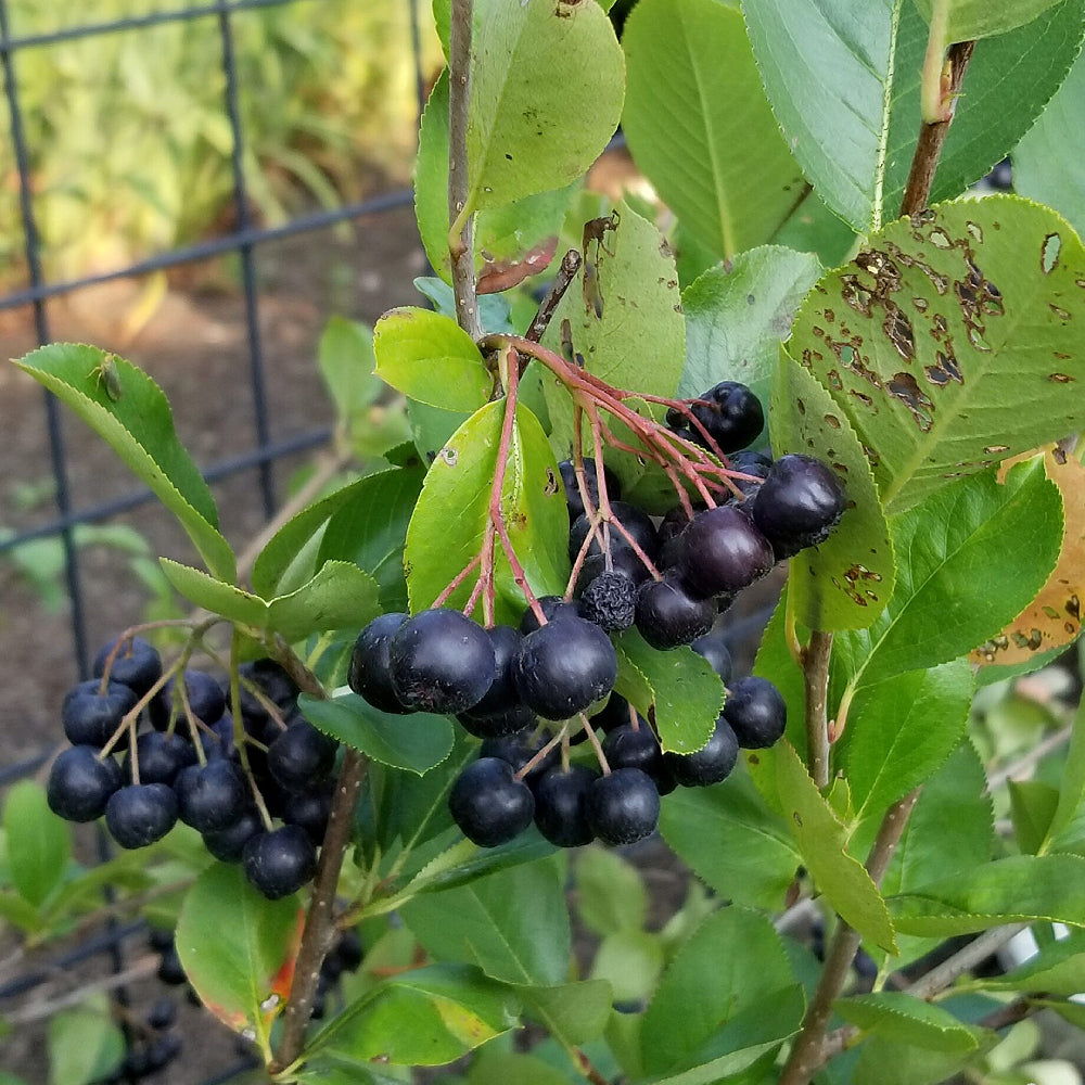 Black Chokeberry Black-seeded Chokeberry (Aronia melanocarpa)