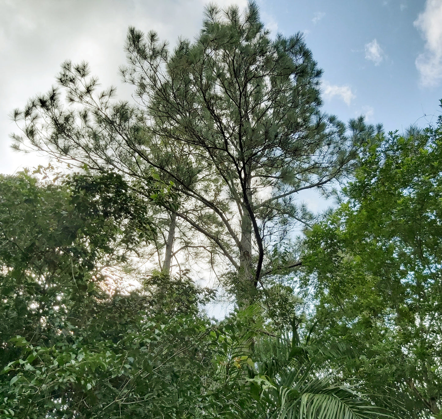 Caribbean Honduras Pine (Pinus caribaea var. hondurensis)