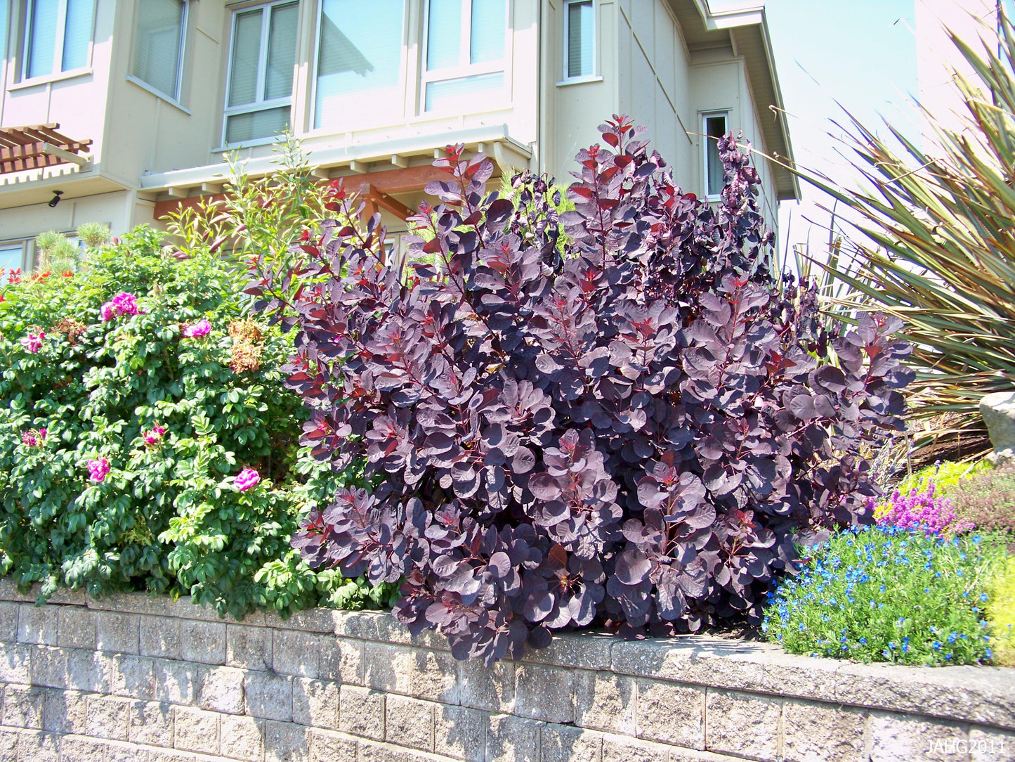 Purple Smoketree (Cotinus coggygria 'Purpureus')