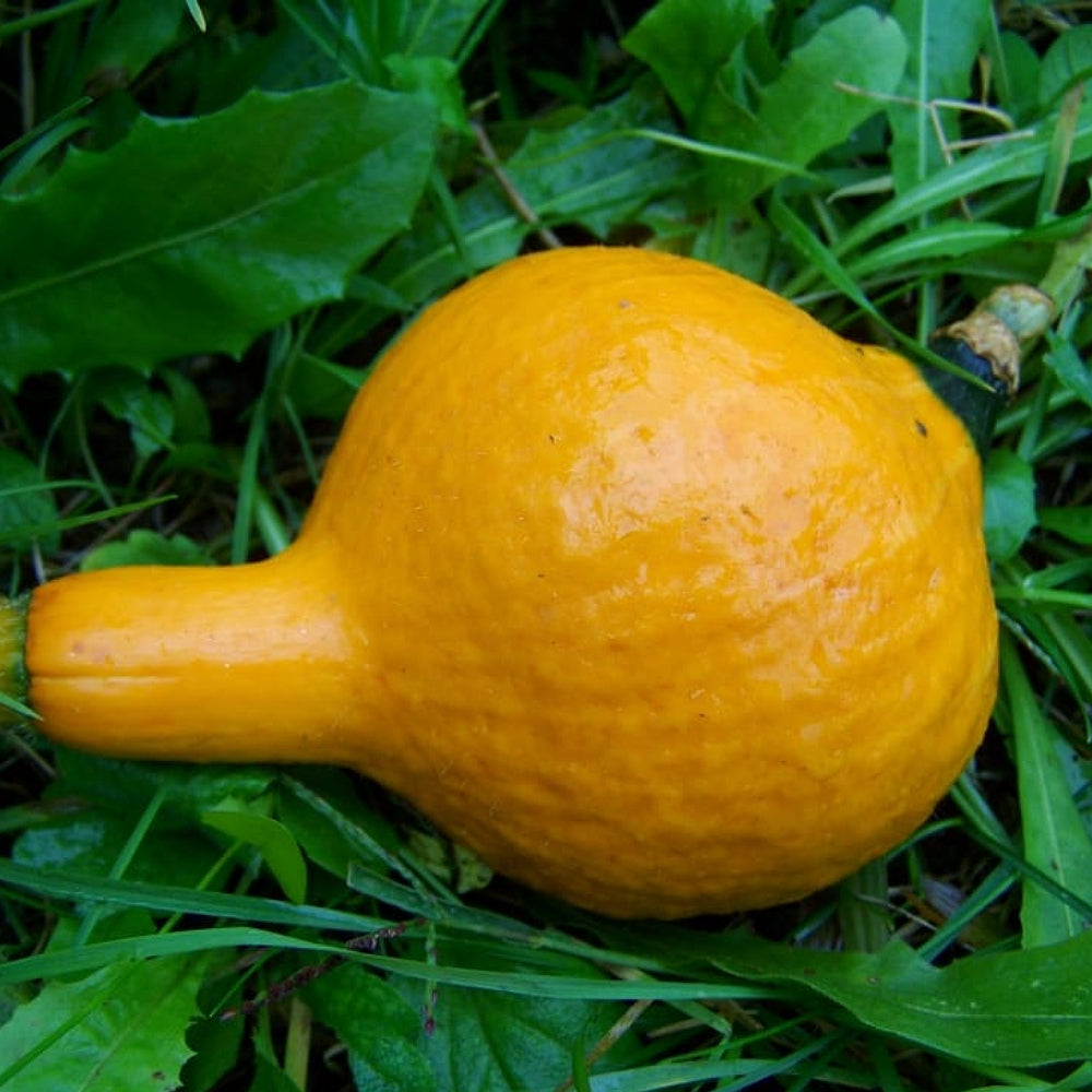Golden Summer Crookneck Squash (Cucurbita pepo 'Golden Summer Crookneck')