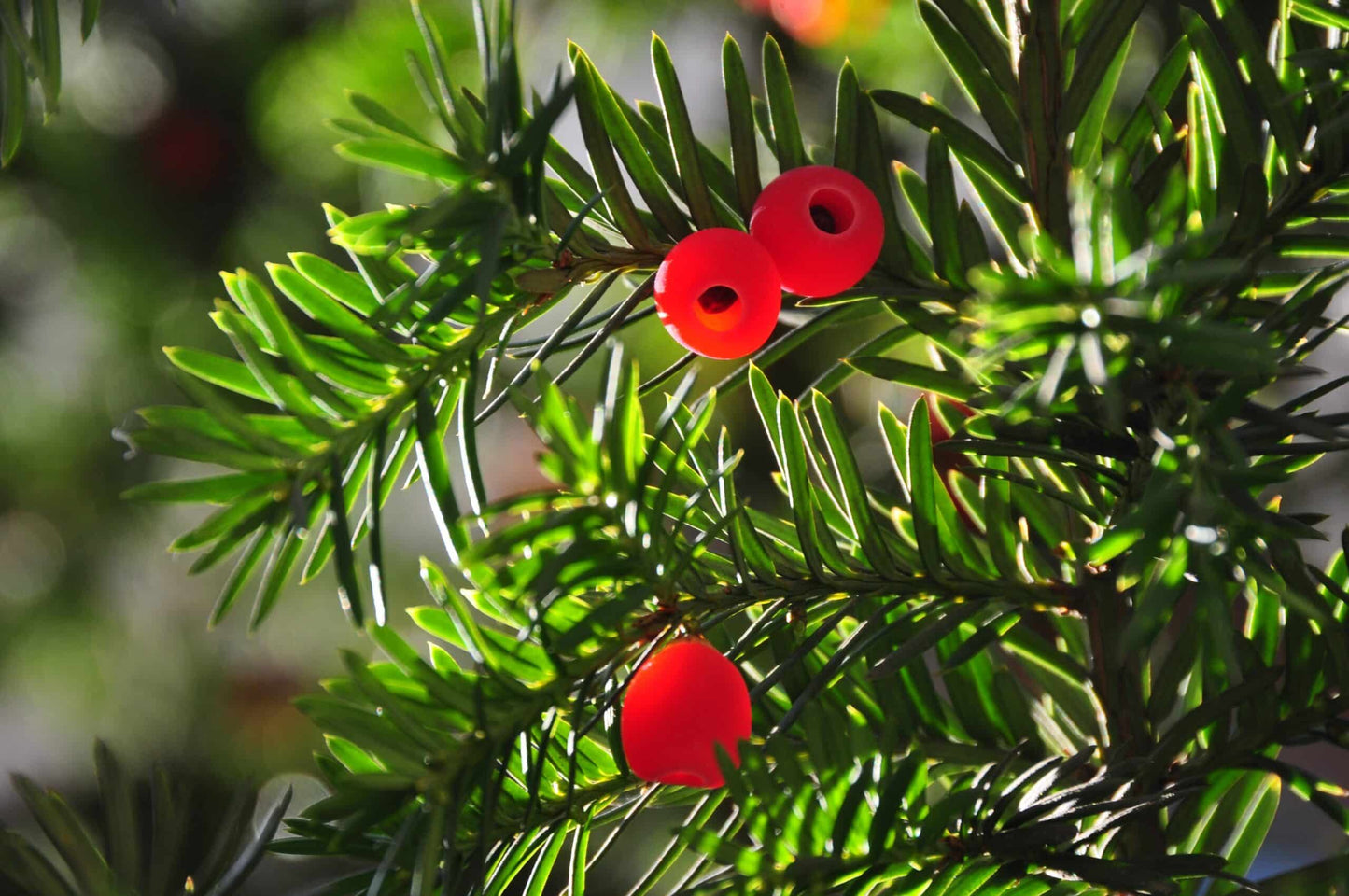 Common Yew English Yew (Taxus baccata)